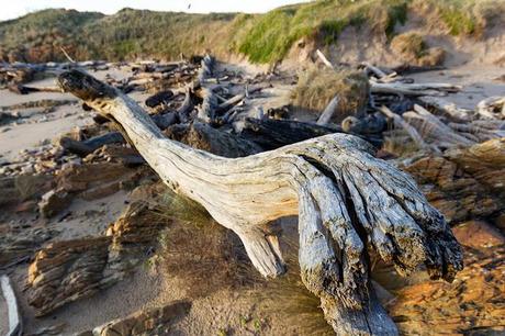 driftwood on beach at gardiner point