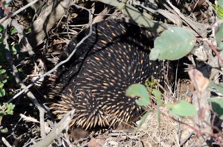 echidna