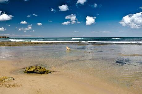 dog in water near jan juc beach