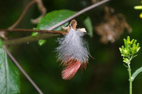 red feather on branch