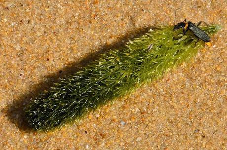 close up of seaweed at baxters beach