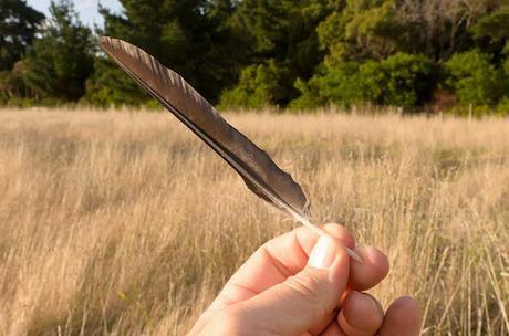 feather above grass in wonthaggi