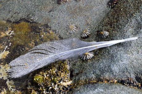 feather in a rock pool