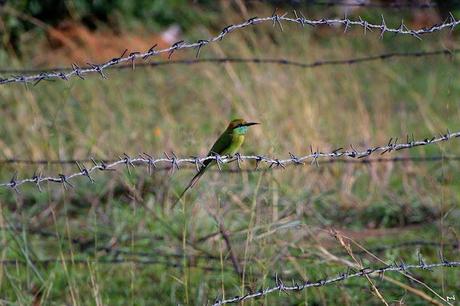 Celebrating 'World Photographer's Day' with the Bee Eaters