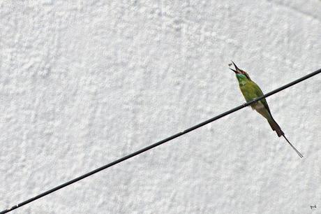 Celebrating 'World Photographer's Day' with the Bee Eaters