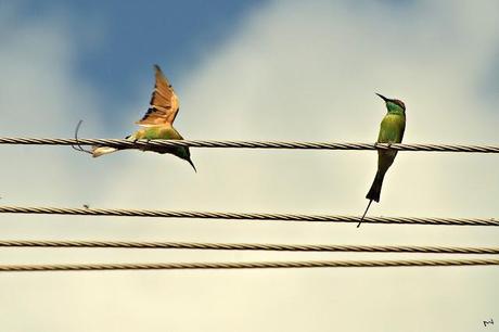 Celebrating 'World Photographer's Day' with the Bee Eaters