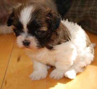 Puppy: Image  by Hello-Julie, Flickr