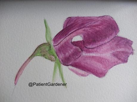 Watercolours – going it alone