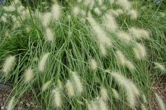 Pennisetum villosum (28/07/2012, Kew Gardens, London)