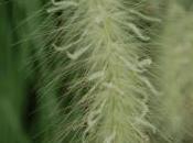 Plant Week: Pennisetum Villosum