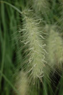 Pennisetum villosum Flower (28/07/2012, Kew Gardens, London)