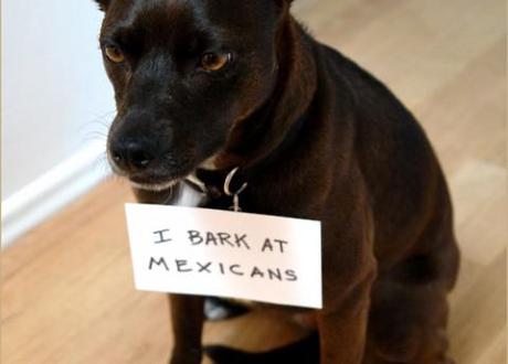 Dogshaming, the best place on the internet to shame your naughty dog