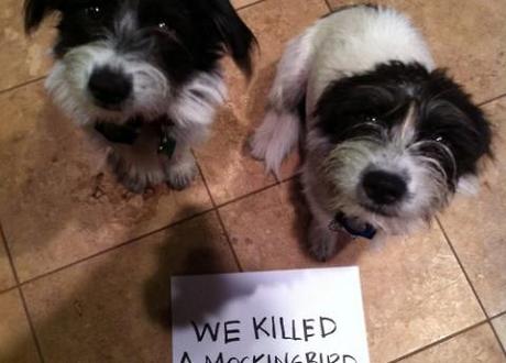 Dogshaming, the best place on the internet to shame your naughty dog