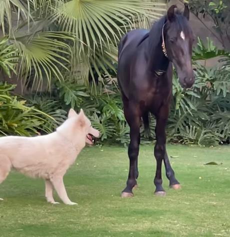Horses ..  .. .. Mustang   .. ..  famous owners !!