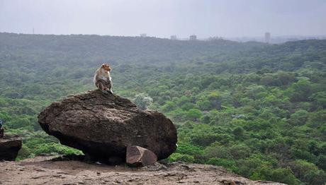 6 Top National Parks In Maharashtra That Are Worth Visiting!