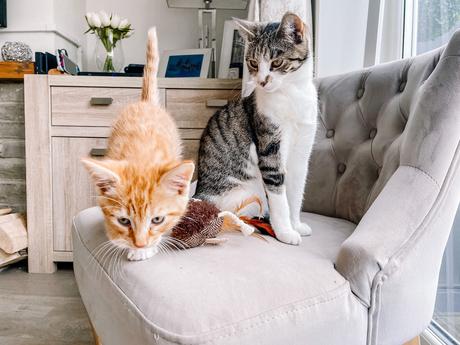 introducing a kitten to other cats, what you will need for your new kitten, bringing your kitten home, neutering and microchipping, deworming, defleaing, going outdoors, going on holiday when you have cats, litter/ litter trays, cat scratching
