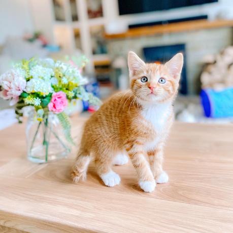 introducing a kitten to other cats, what you will need for your new kitten, bringing your kitten home, neutering and microchipping, deworming, defleaing, going outdoors, going on holiday when you have cats, litter/ litter trays, cat scratching