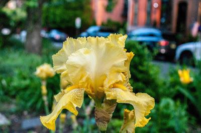 Street irises [11th Street flower beds, Hoboken, NJ]