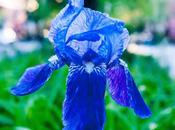 Street Irises [11th Flower Beds, Hoboken,
