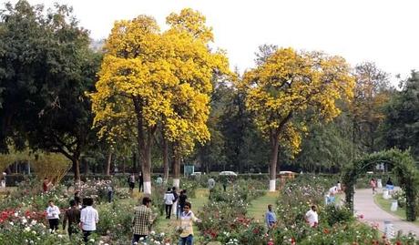 Nehru Rose Garden In Ludhiana Is A Treat To The Eyes. Read How!