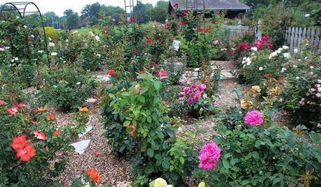 Nehru Rose Garden In Ludhiana Is A Treat To The Eyes. Read How!