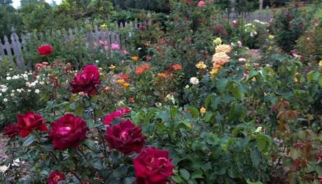 Nehru Rose Garden In Ludhiana Is A Treat To The Eyes. Read How!