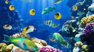 You can also upload and share your favorite live wallpapers. Nature Live Wallpaper For Pc 1600 1200 Live Nature Wallpapers For Pc 52 Wallpapers Adorable Wallpape Fish Wallpaper Aquarium Live Wallpaper Live Wallpapers
