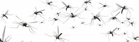 genetically modified mosquitoes !!