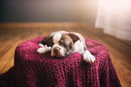 4 Easy Ways To Make Your Dog’s Life More Comfortable