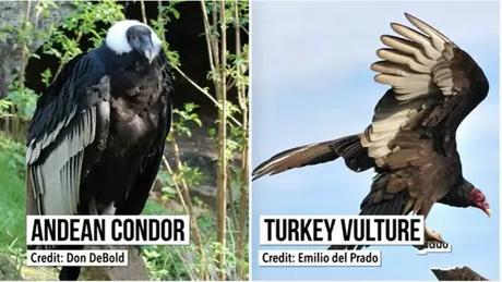 the California Condor is making a comeback the California Condor is making a comeback
