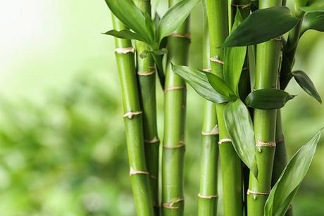 VANSHLOCHAN (BAMBOO MANNA) VANSHLOCHAN (BAMBOO MANNA)