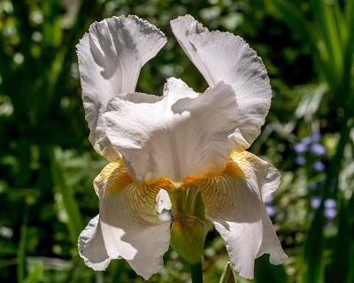 Some irises for a Saturday morning