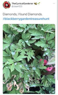 The Great Blackberry Garden Treasure Hunt - Discoveries Day 1