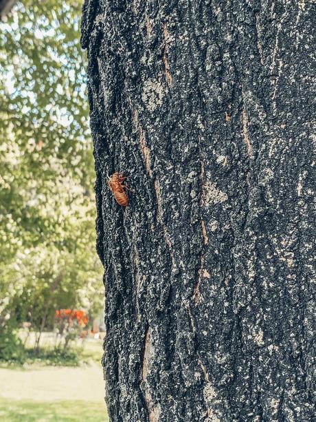 The Cicadas Are Coming! The Cicadas Are Coming!