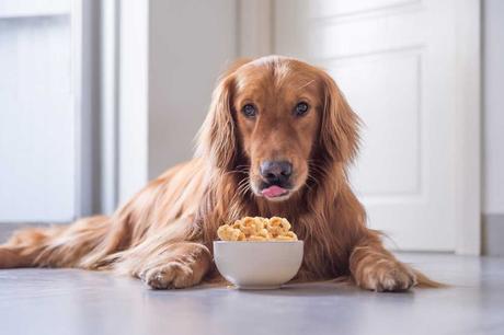 Can Dogs Eat Pork Rinds?