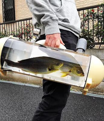 Aquarium - 'Katsugyo' bags .. .. portable tanks for live fish carriage !!