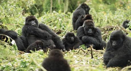 Enchanting Travels Rwanda Tours Gorillas in the wild - Rwanda travel guide