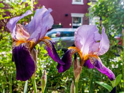Time for some more iris photos, 5 of them