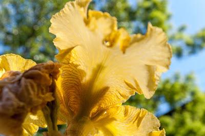 Time for some more iris photos, 5 of them