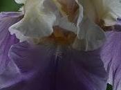 Flower Time