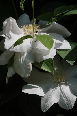 Flower Time