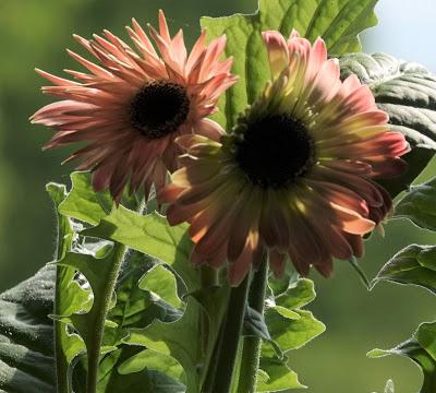 Flower Time