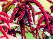 Proven Health Benefits Amaranth (Chaulai), Nutrition Side-Effects