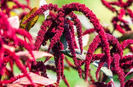 15 Proven Health Benefits of Amaranth (Chaulai), Nutrition and Side-Effects