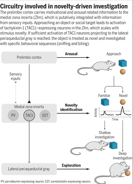 The curiosity circuits of our brains.
