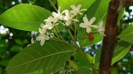 INDRAJAO {HOLARRHENA ANTIDYSENTERICA} INDRAJAO {HOLARRHENA ANTIDYSENTERICA}