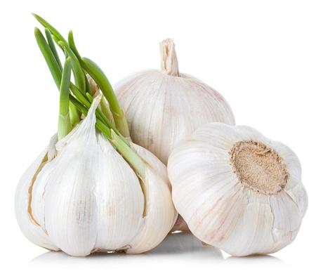 GARLIC {ALLIUM SATIVUM} GARLIC {ALLIUM SATIVUM}