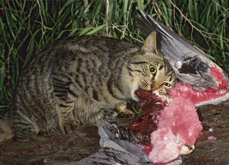 Killing (feral) cats quickly (and efficiently)