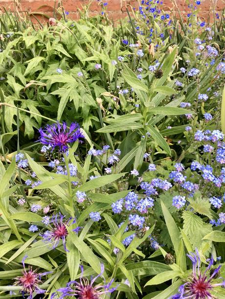 Wisteria, Wildflowers and Weeds