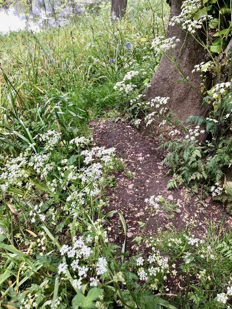 Wisteria, Wildflowers and Weeds